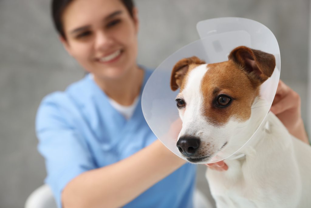 Veterinarian putting medical plastic collar on Jack Russell Terrier dog after being neutered against grey background, focus on pet.