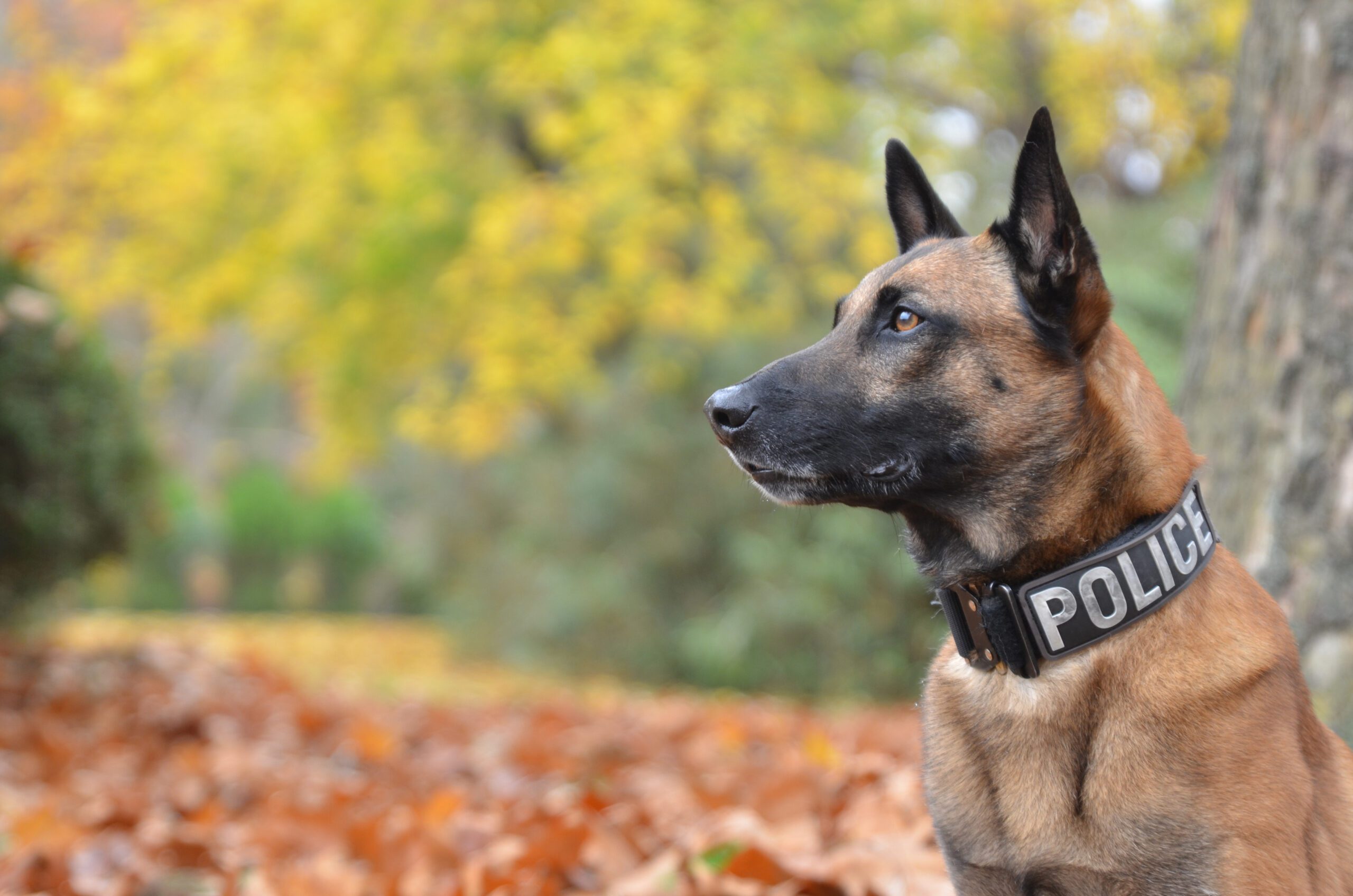 Read more about the article Our Pets Need Jobs, Too