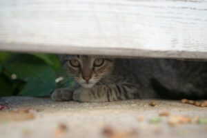tabby cat peeks out from under fence