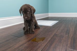 sad chocolate lab puppy missed the training pad and peed on the floor