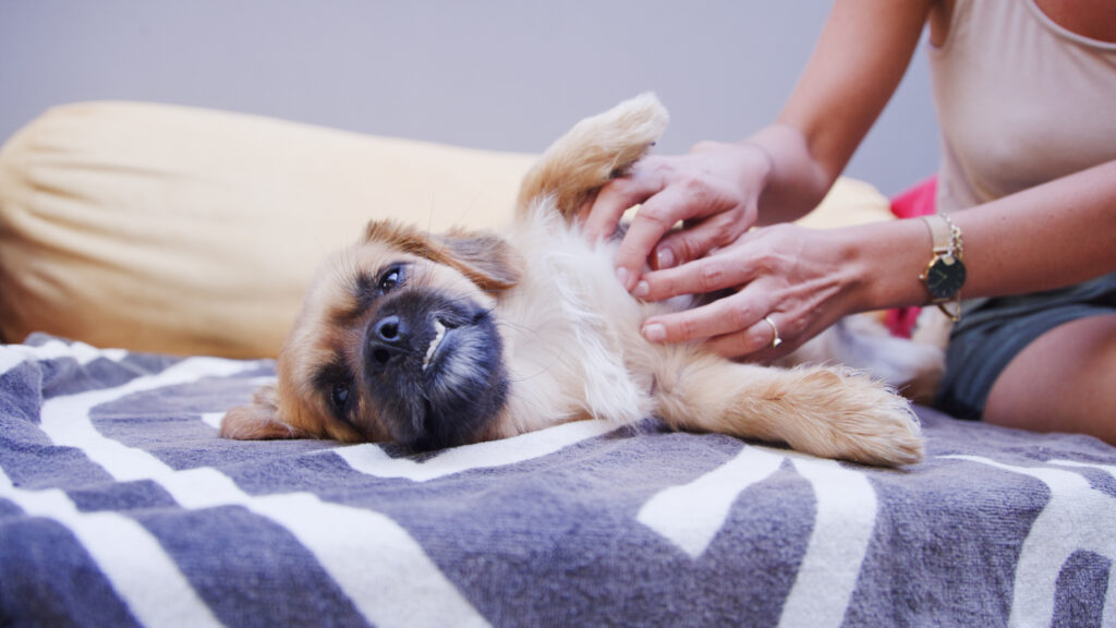 Owner scratching itchy puppy belly. Cropped shot of an unrecognizable woman playing with her dog at home