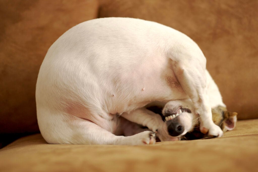 Jack Russell Terrier Scratching and Biting Skin Due to Flea Discomfort
