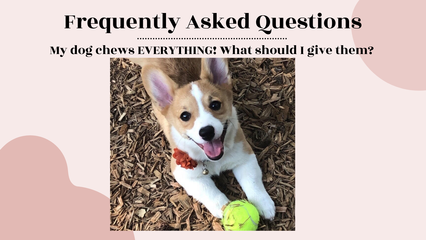 Read more about the article Frequently Asked Questions: My dog chews EVERYTHING! What should I give them?