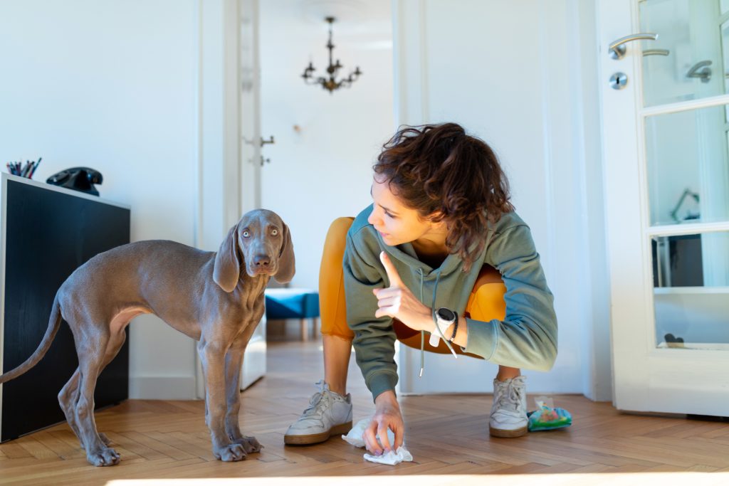 Young woman scolding her Weimar puppy for peeing indoors, she is crouching and wiping the floor