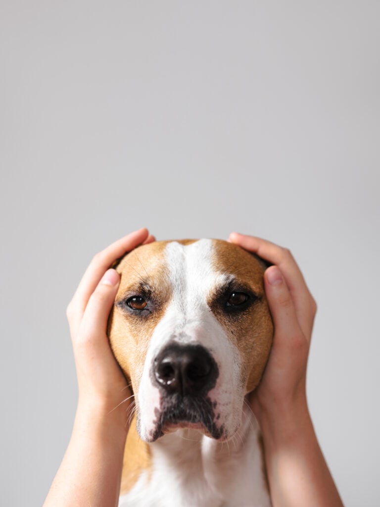 Keep a dog calm during fireworks. Scared, frightened pets on holidays and July 4th