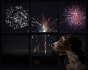 Keep a dog calm during fireworks. Dog looks out the window and watching the fireworks, Appenzeller sennenhund