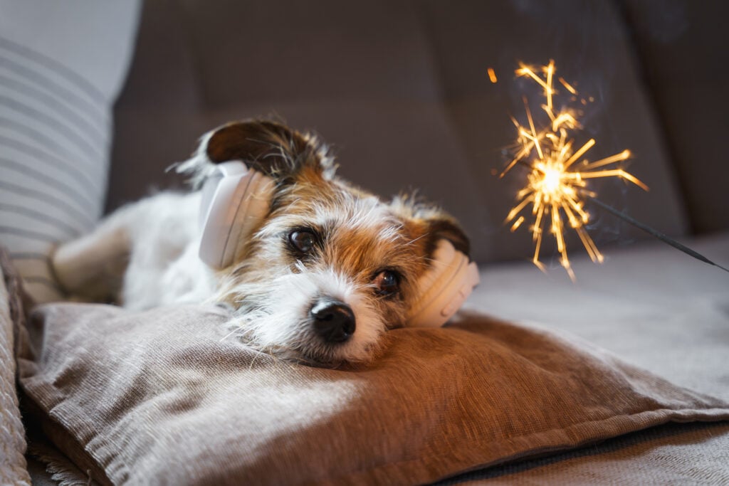 fear, noise, headphones, fireworks, home, sofa, lying, pet, animal, Keep a dog calm during fireworks