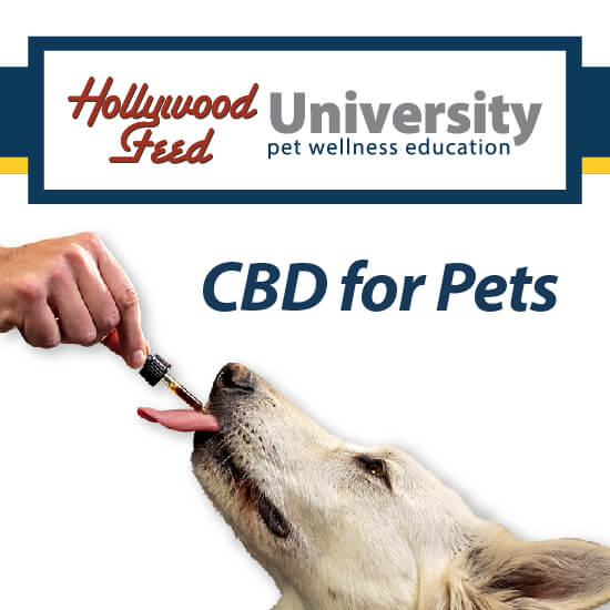 You are currently viewing CBD for Pets