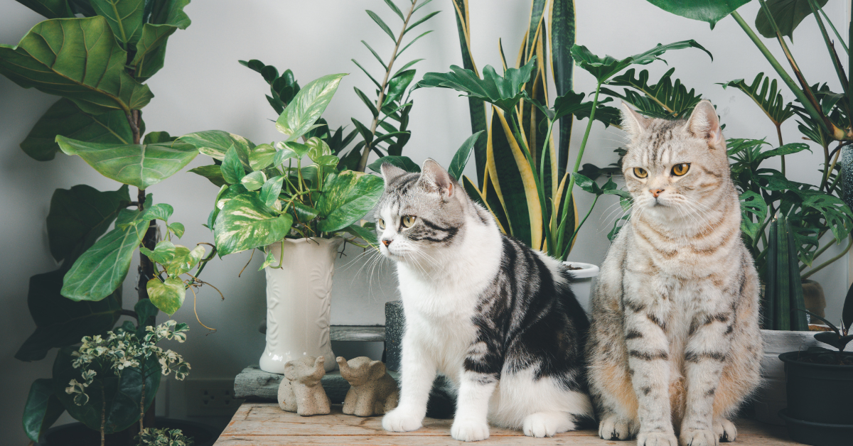 Read more about the article What Plants are Poisonous to Cats? A Guide for Pet Owners