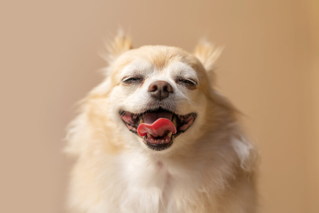 cute smile chihuahua brown color happiness friend lapdog with brown color background