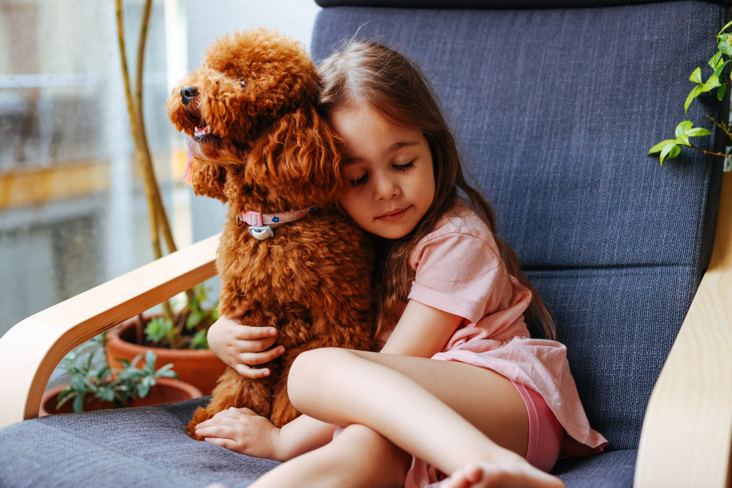 Love between pet and little owner, little and toy poodle cuddling at house