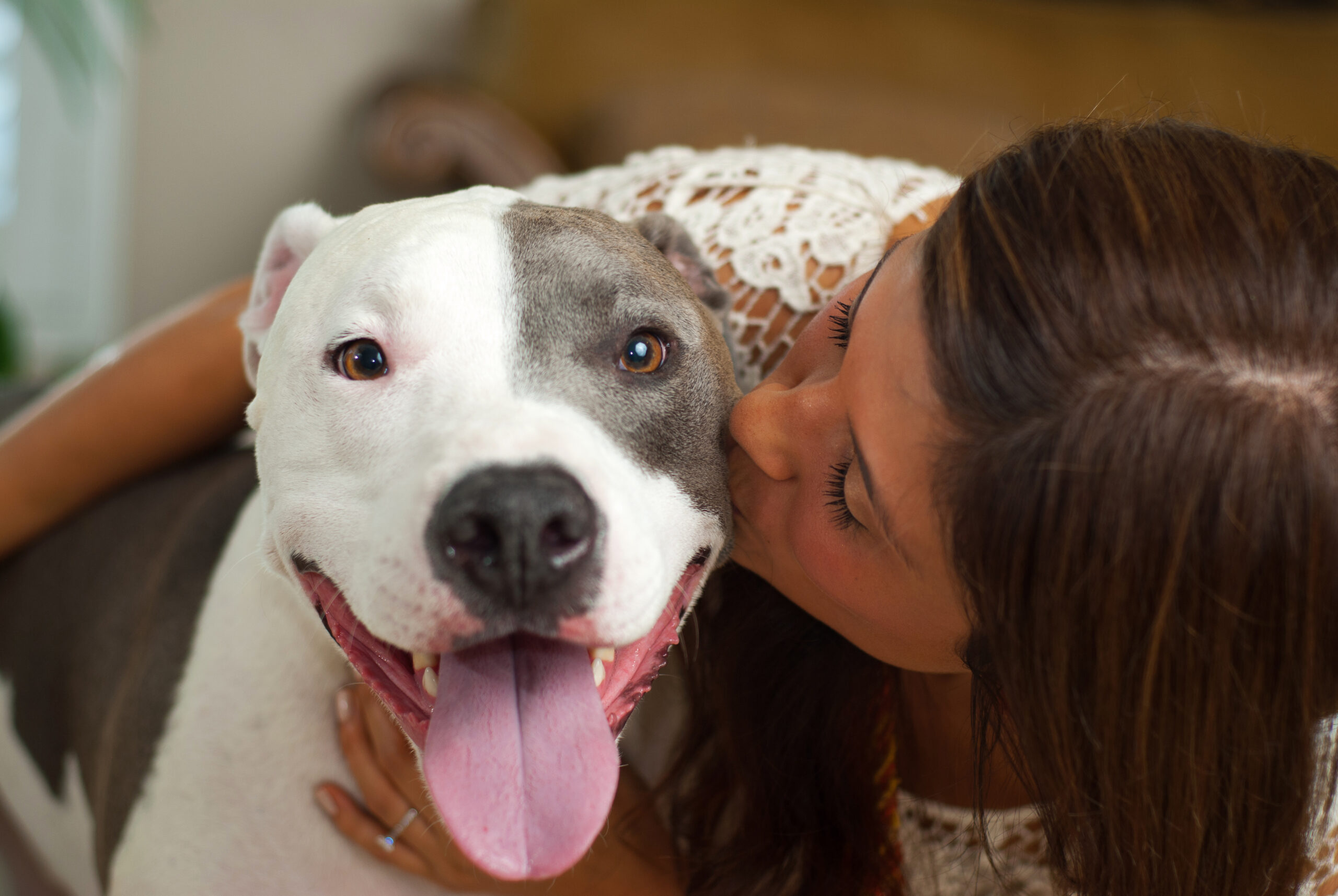 Young hispanic woman kissing her pit bull terrier.