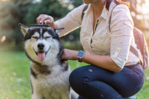 Woman brushing and grooming her Siberian husky while outside in the park