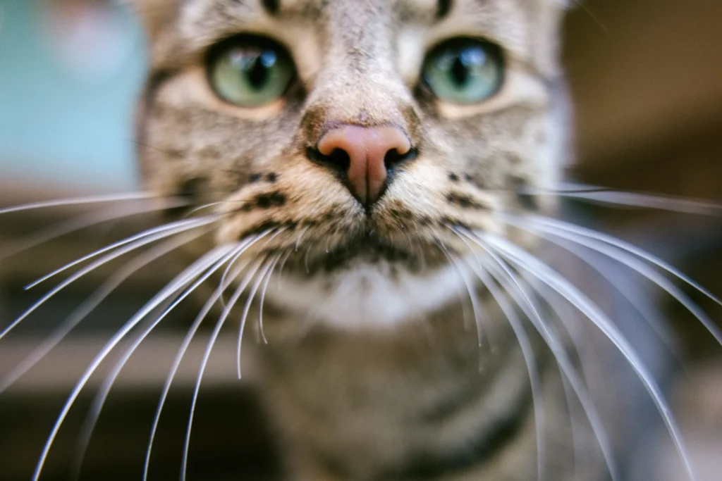 Understanding why cats need taurine. Close up of a tabby cat face