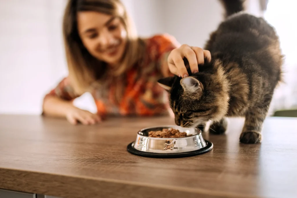 Understanding why cats need taurine. Woman petting her cat while it is eating