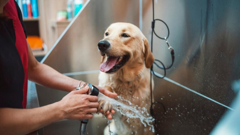Groomer working with a golden retriver dog in pet grooming salon.