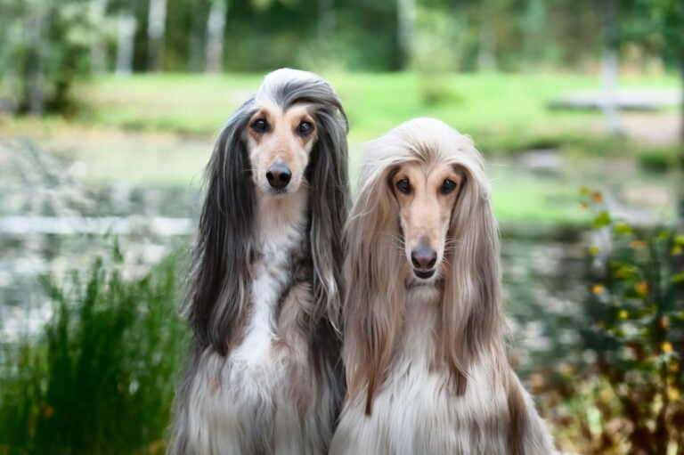 Portrait of two Afghan greyhounds