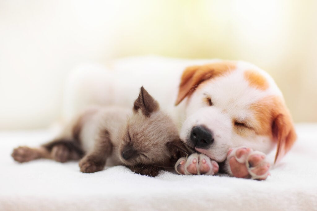 Cat and dog sleeping together. Kitten and puppy taking nap. Home pets. Animal care. Love and friendship. Domestic animals.