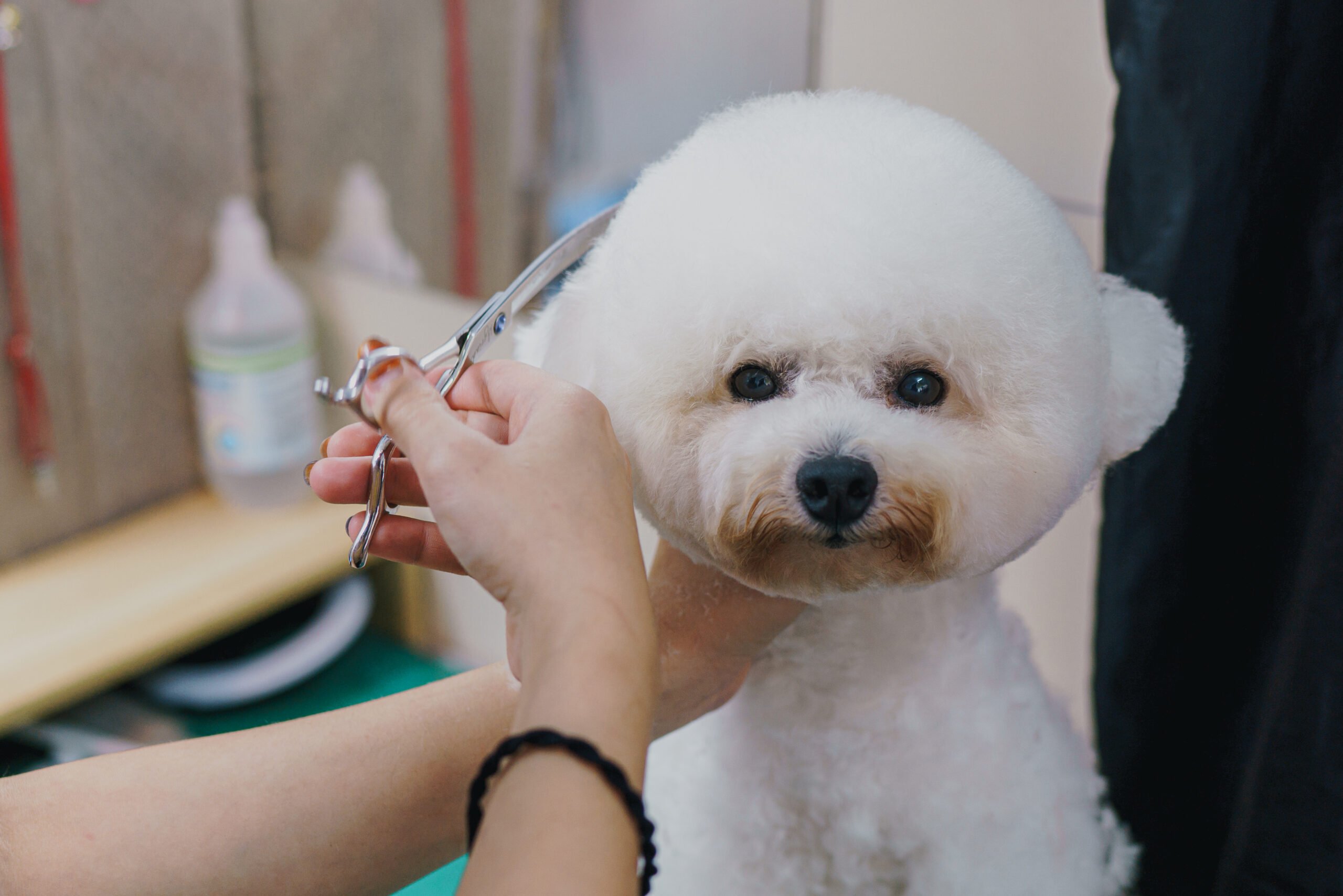 A poodle receiving tender loving trim of its fur coat