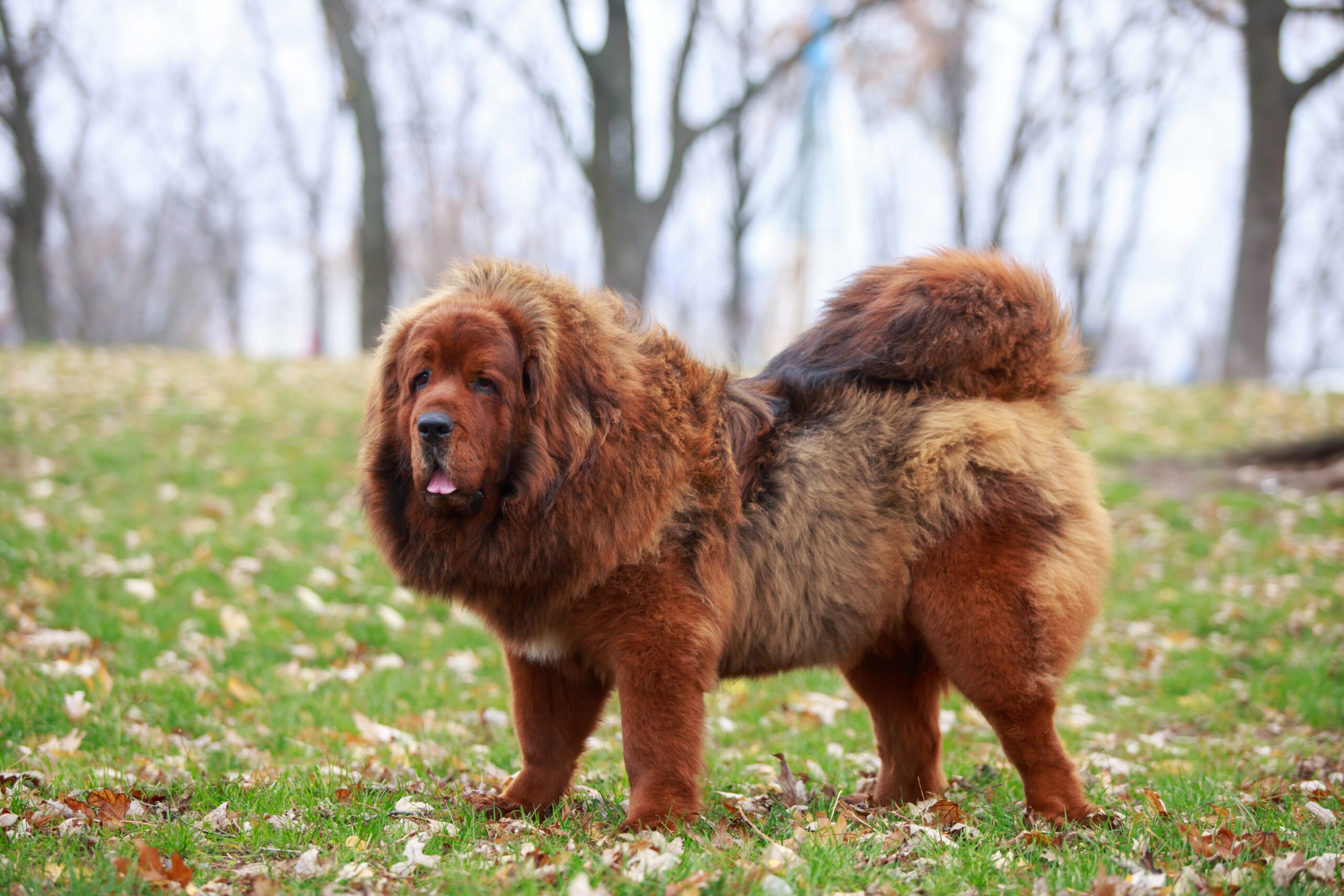 Dog breed Tibetan Mastiff on the grass
