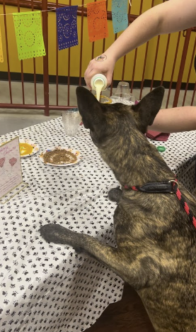 mixed breed dog drinking a diy dogtail