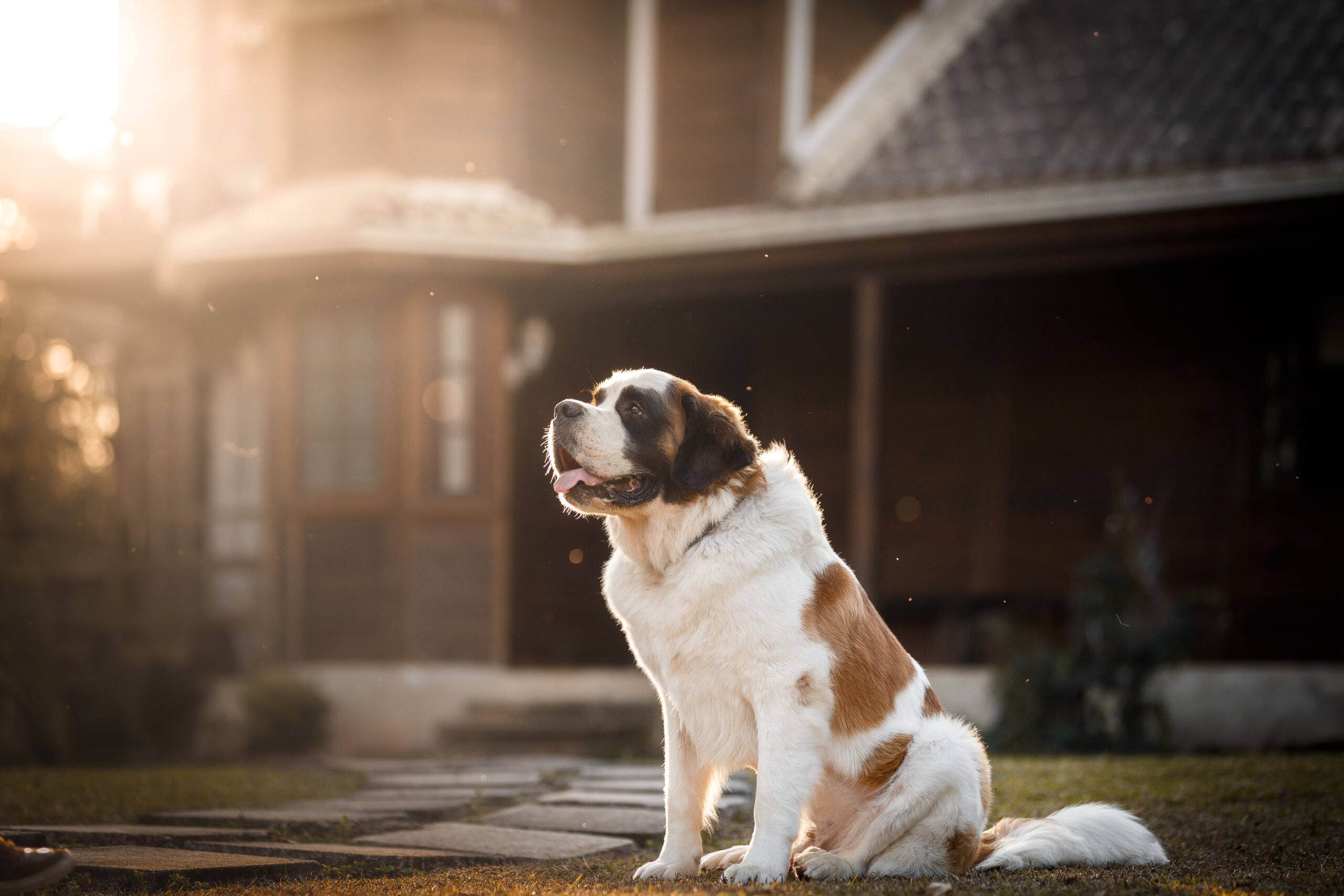 Saint bernard dog in front of a house