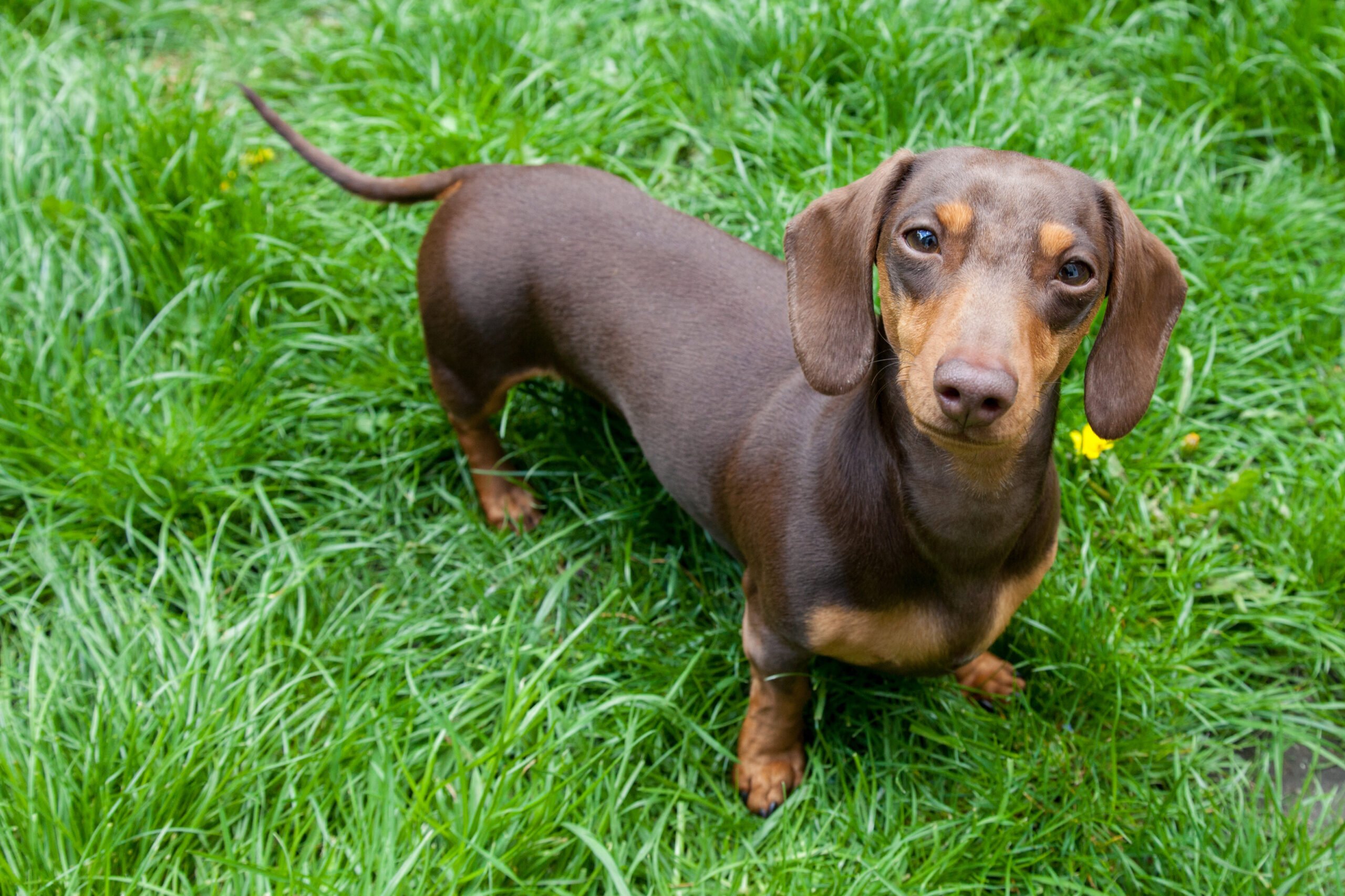 Read more about the article The Fascinating History of Dachshunds: A Tale of Small Breed Dogs