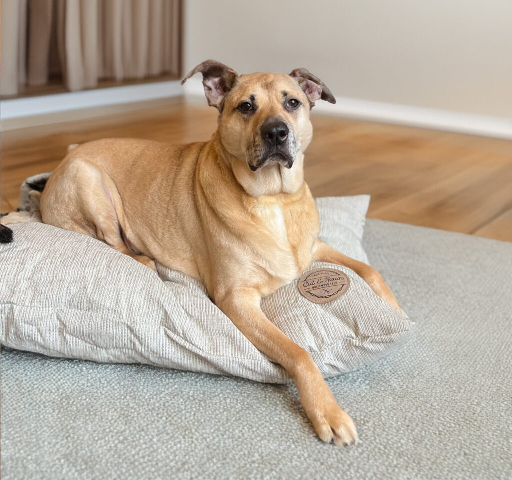 Catahoula Leopard Dog: A Breed of Many Colors - Hollywood Feed University