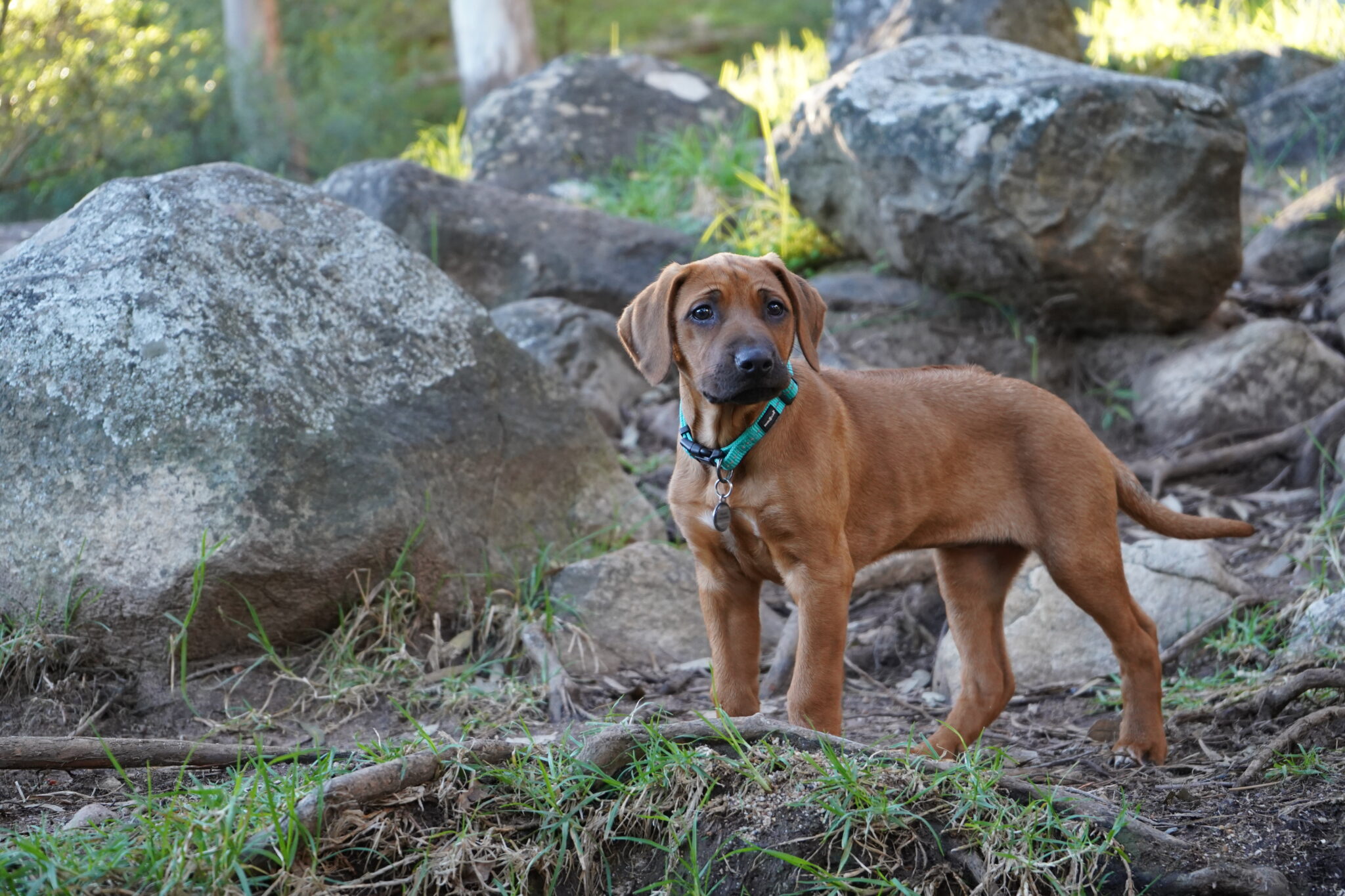 A Journey Through Time: The History of the Rhodesian Ridgeback ...