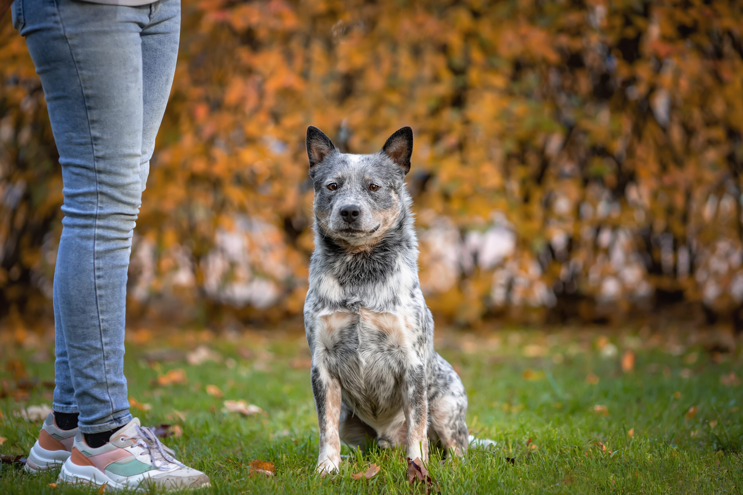 Blue heeler dog is sitting near owner while obedience training. Portrait of australian cattle dog at nature.