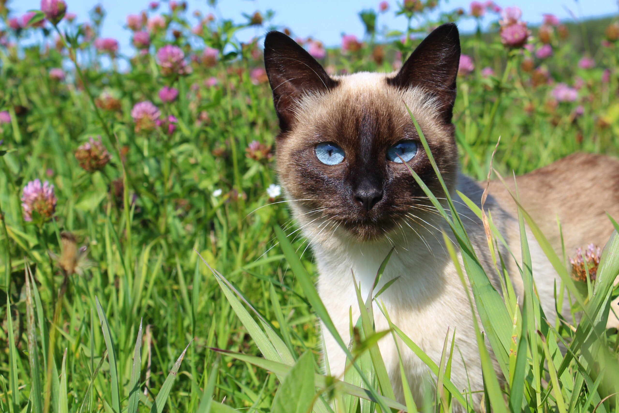 Siamese cat in nature among tall grass.