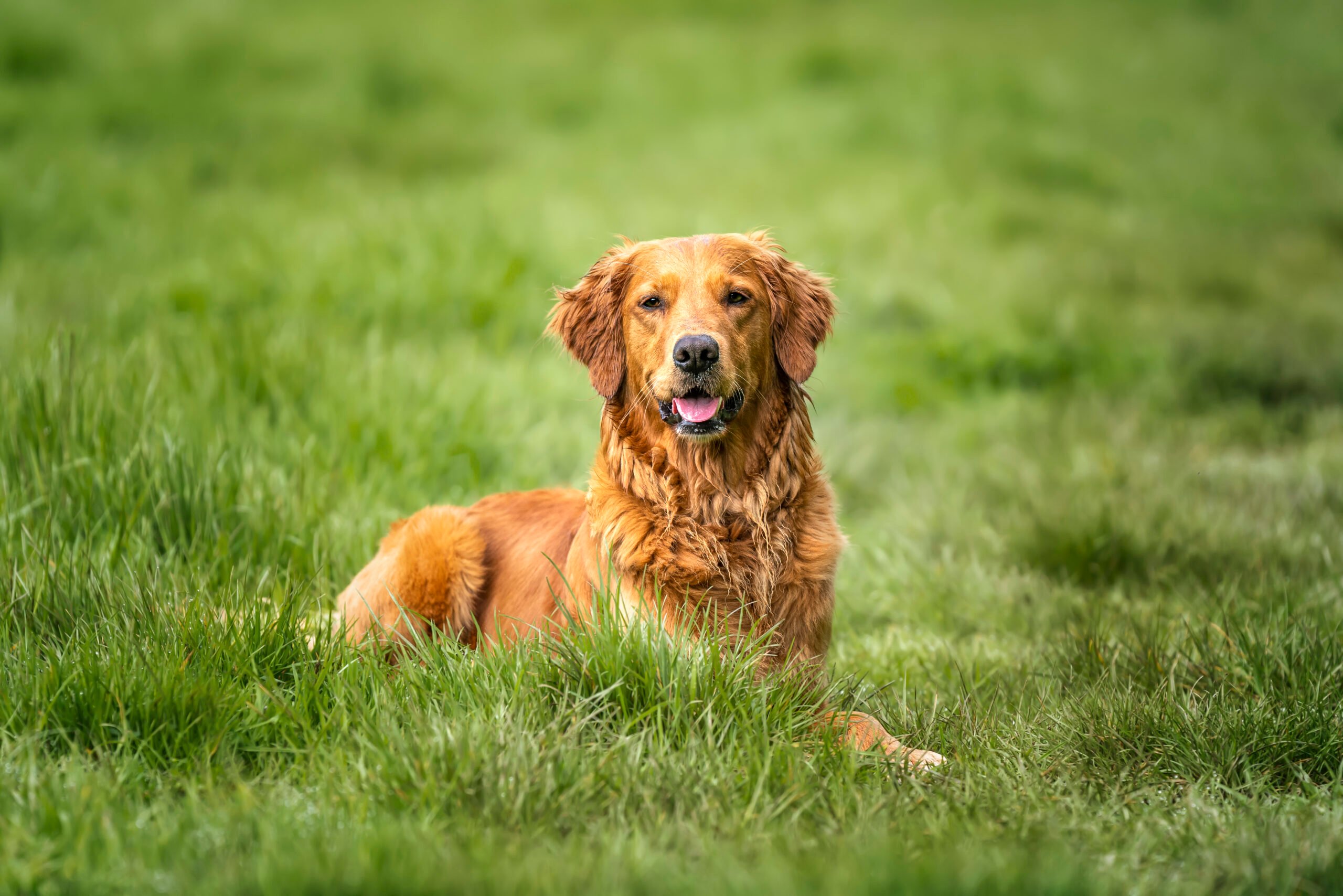 Read more about the article The Golden Question: Labrador Retriever vs. Golden Retriever – Which Retriever Reigns Supreme for Your Family?