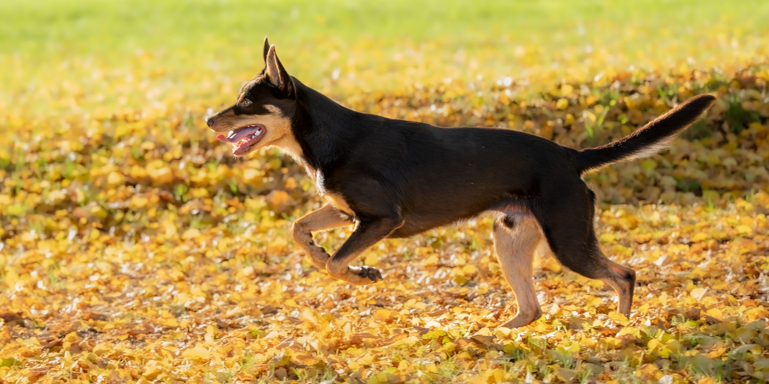 Australian Kelpie dog is running fast across a meadow in the autumn, seen from a side view