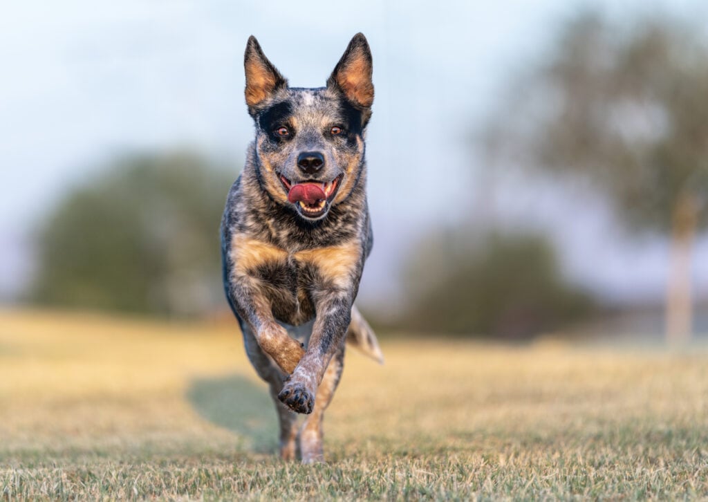 Australian Cattle Dog with her tongue out while running at the park