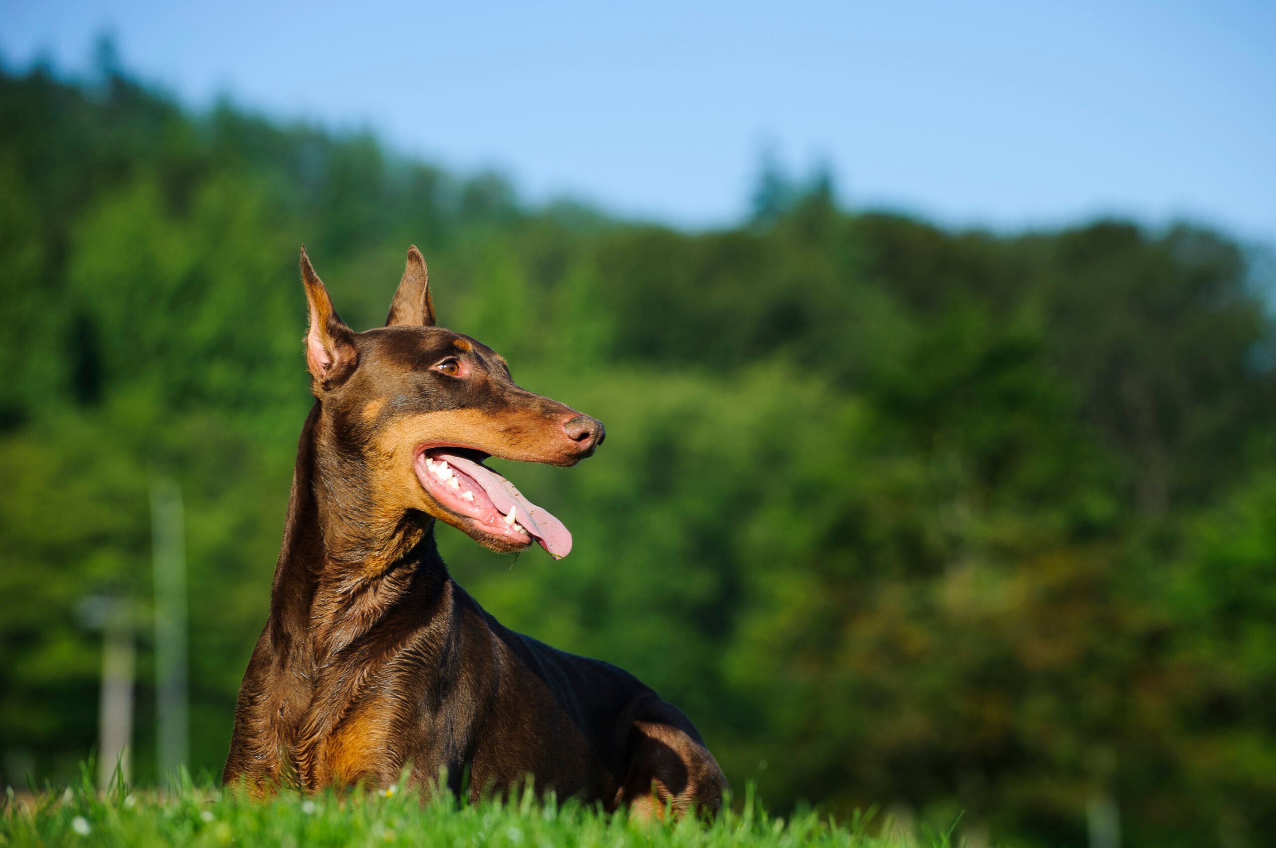 Read more about the article The Sleek Guardian: A Look at the History and Needs of the Doberman Pinscher