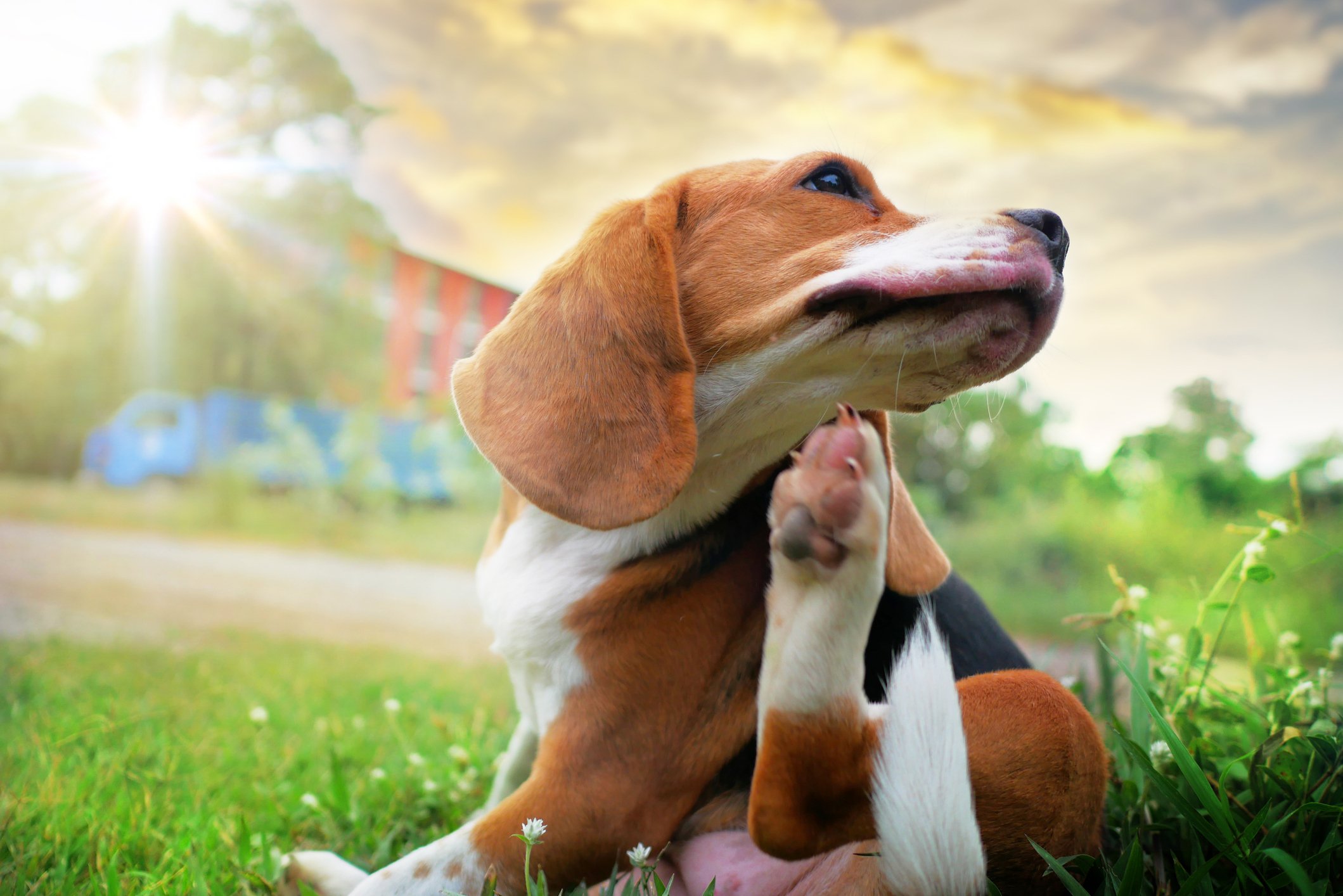Read more about the article How Do I Know If My Dog Has an Allergy? Signs & Causes