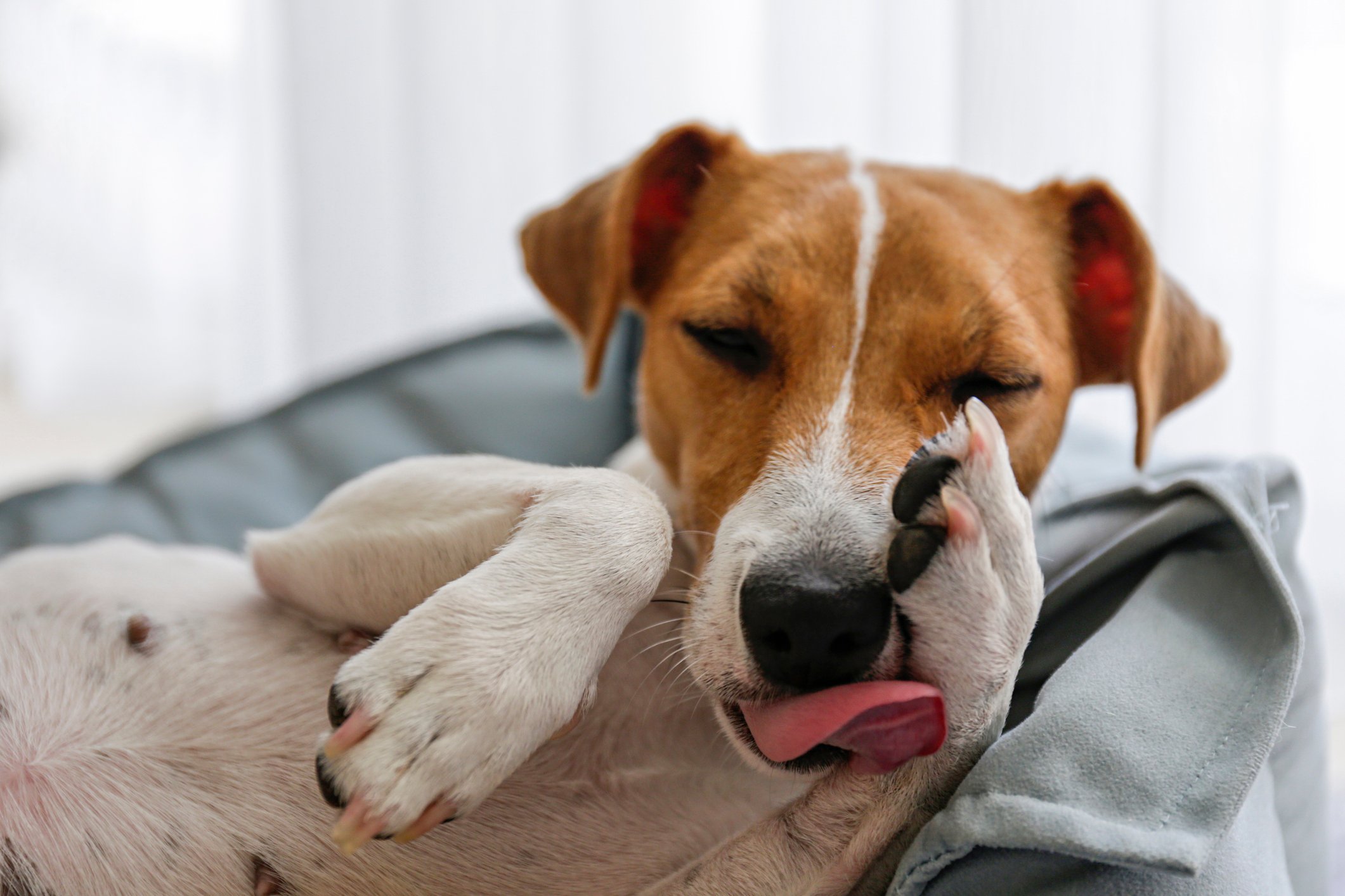 Read more about the article Why Is My Dog Grooming Themselves All Night?
