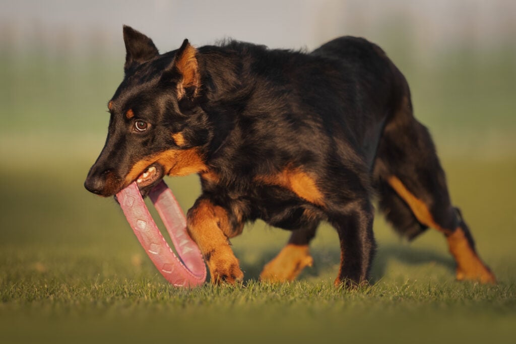 The Beauceron Dog Breed french shepherd dog playing with a toy