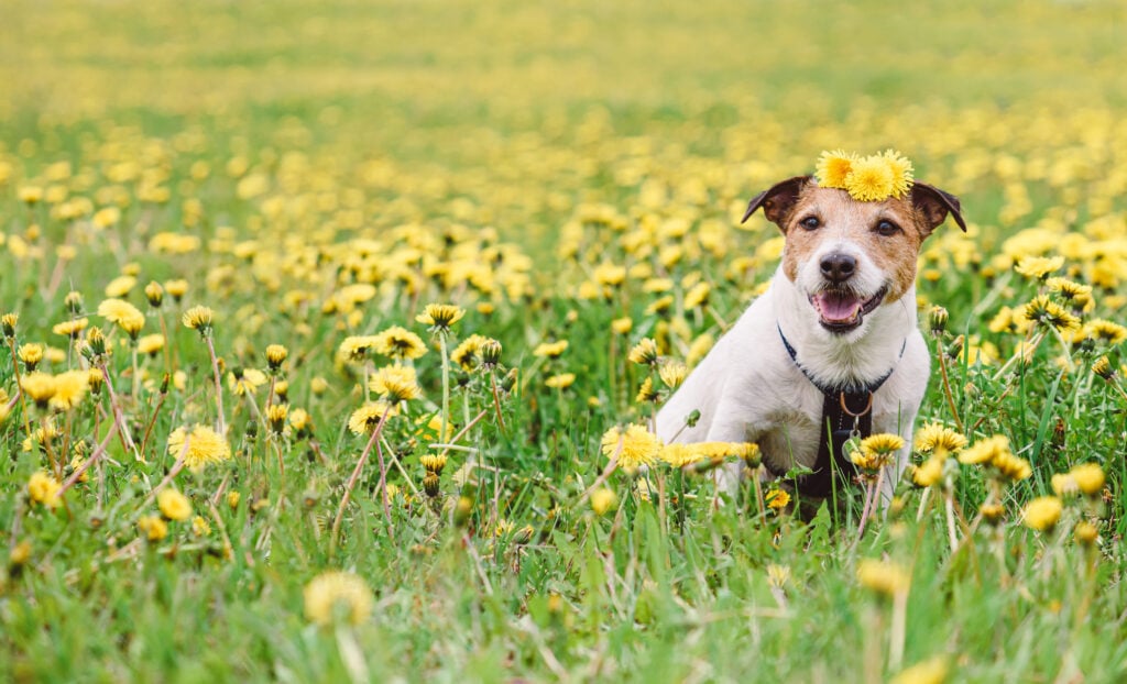 Jack Russell Terrier dog walking on spring day in a field of seasonal flowers