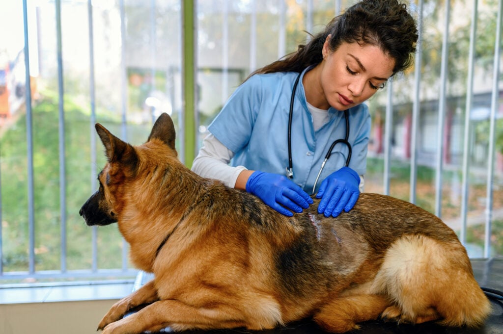 German Shepherd Dog has an allergy, Vet Assessing Dermatological problems of the skin in dogs.