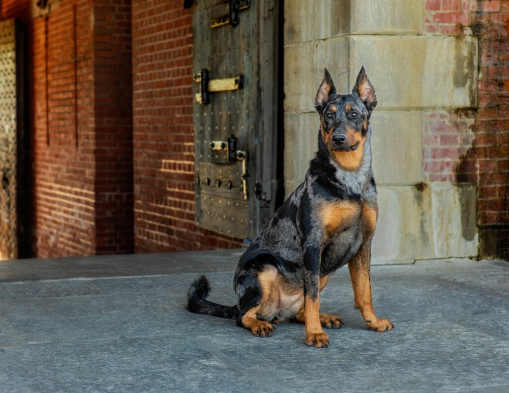 Beauceron dog breed sitting outside the gate leading to the inside of Fort Pulaski, looking content, mouth closed