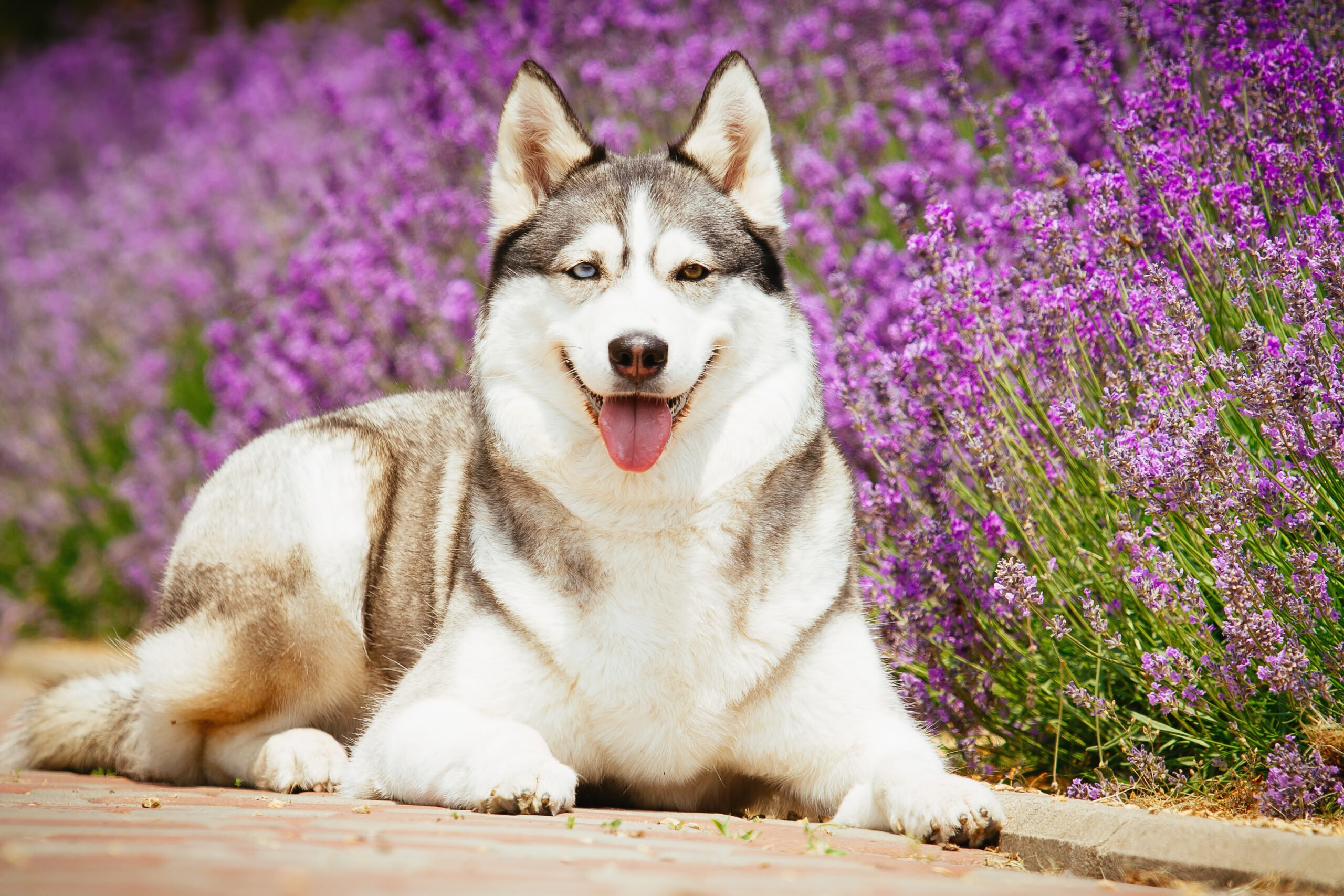 Read more about the article The Ultimate Guide to Huskies: History, Personality, and Food Tips