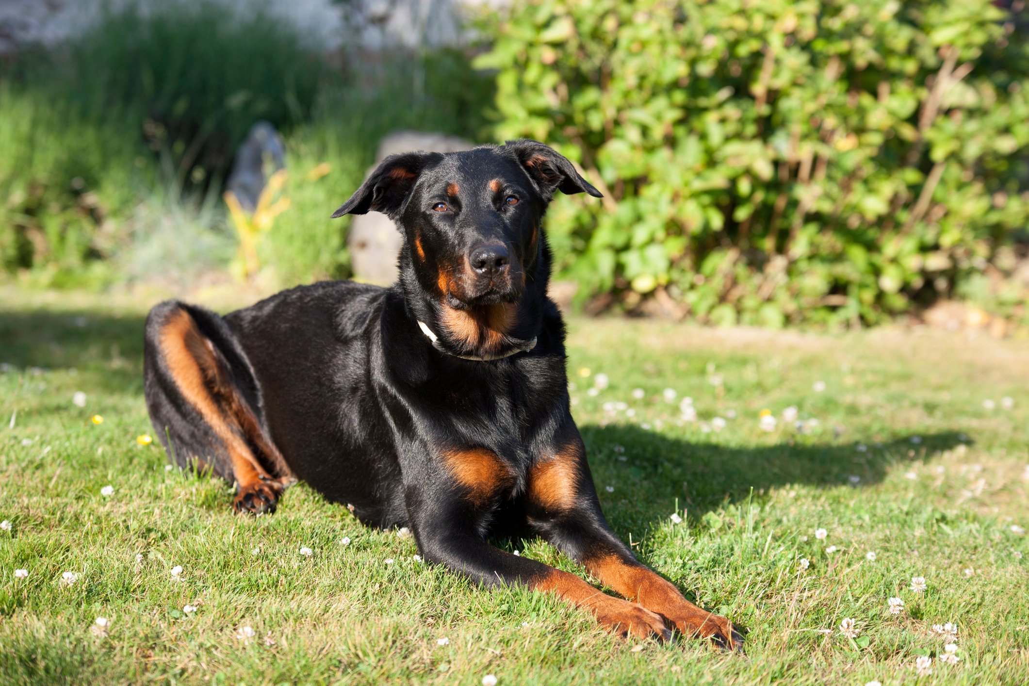 Read more about the article All About The Beauceron Dog Breed: Smart, Loyal, and Strong