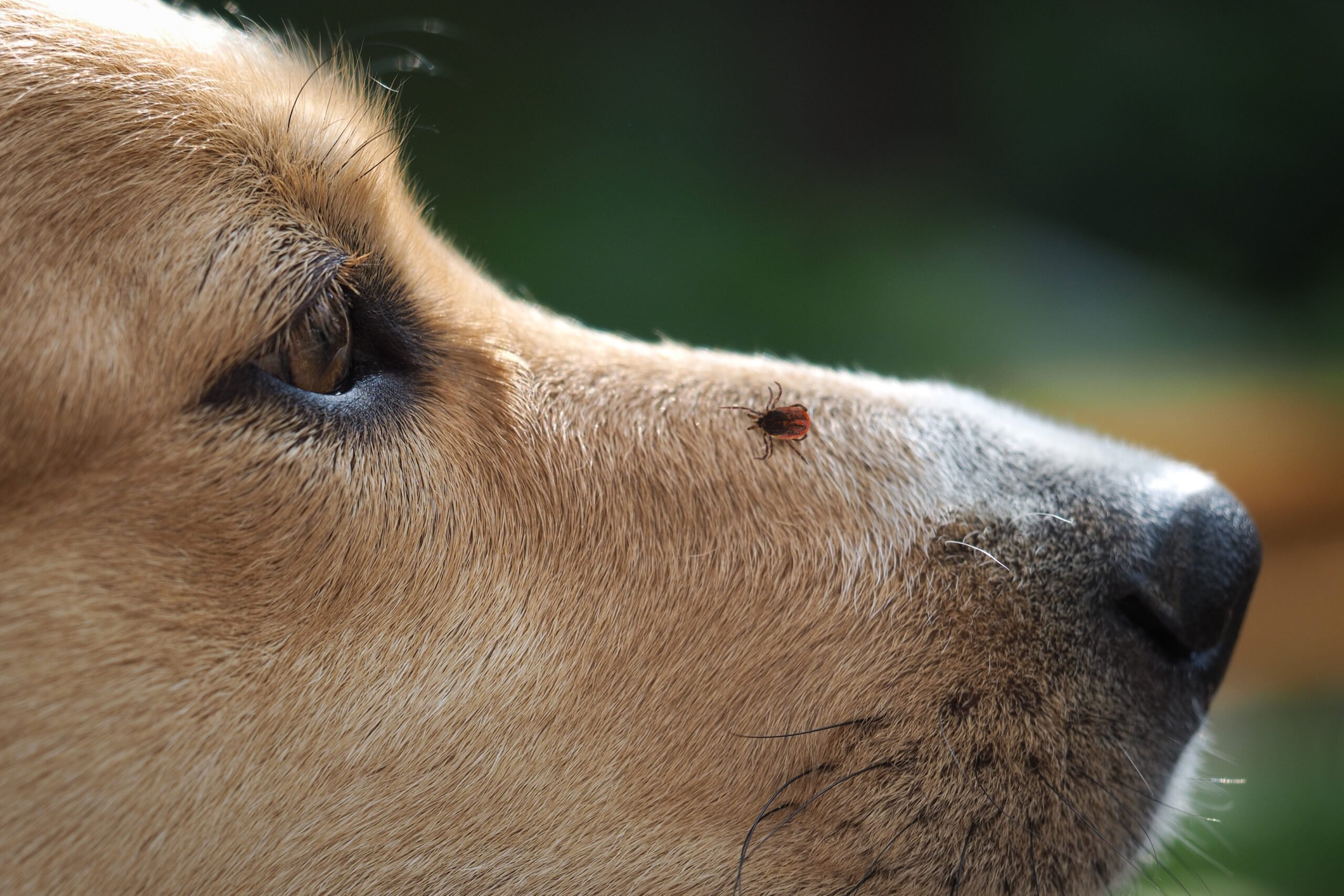 Read more about the article Flea, Tick and Dewormer Prevention Guide: How They’re Connected