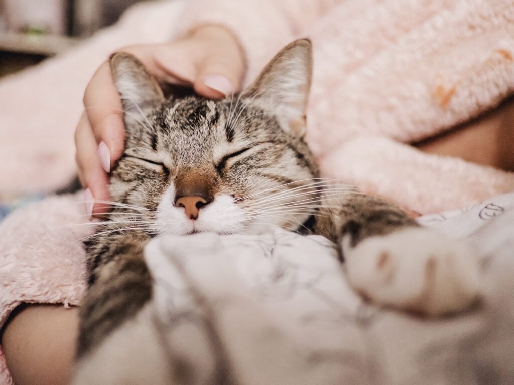 hand stroking cat, funny happy muzzle of cat, cat smiles for affection after being spayed