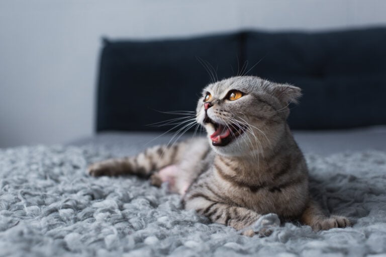 cat howls at night selective focus of adorable scottish fold cat howling and sitting in bedroom