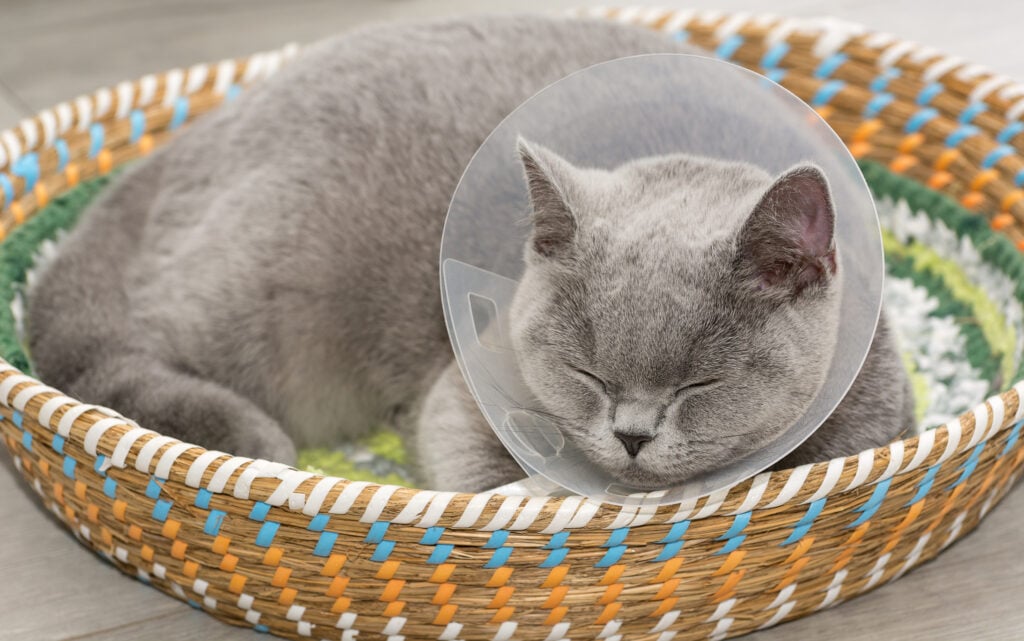 The domestic gray British Shorthair cat lies in the Protective Collar for After Surgery at home in a basket and sleeps. Spay your cat