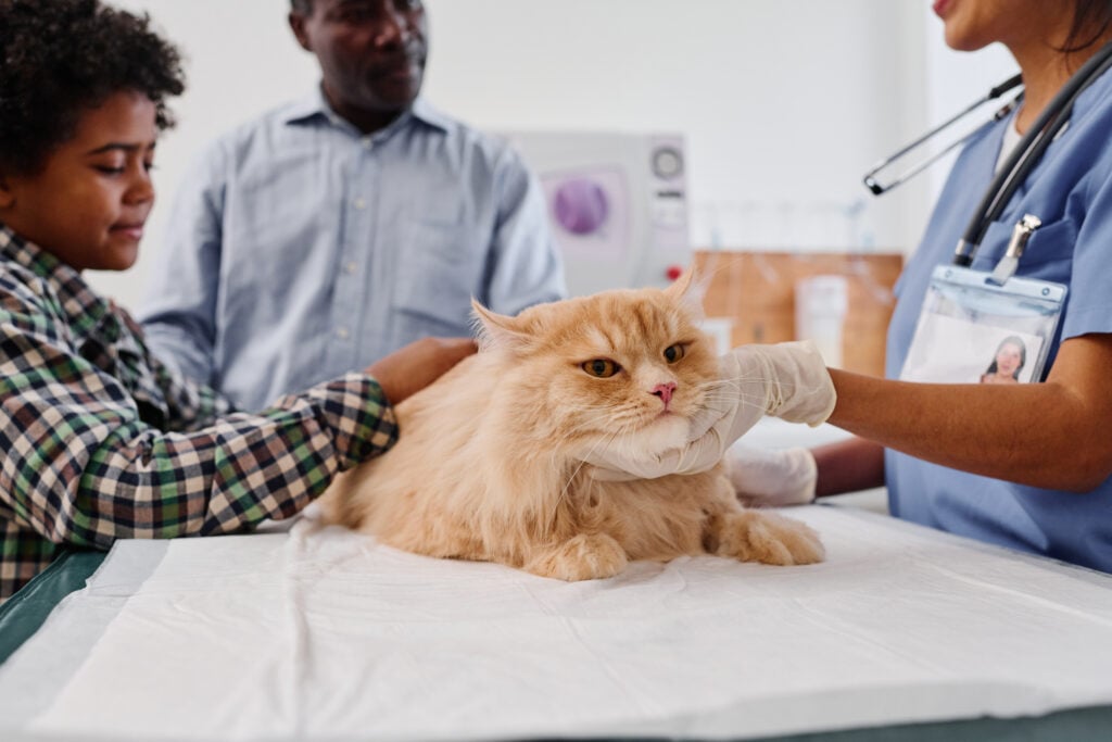 Senior African American man and his grandson having appointment in veterinary clinic to examine cat health due to cat howls at night