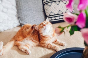 Ginger cat scratching lying feeling itchy on couch by bouquet of flowers. Cat allergies it home