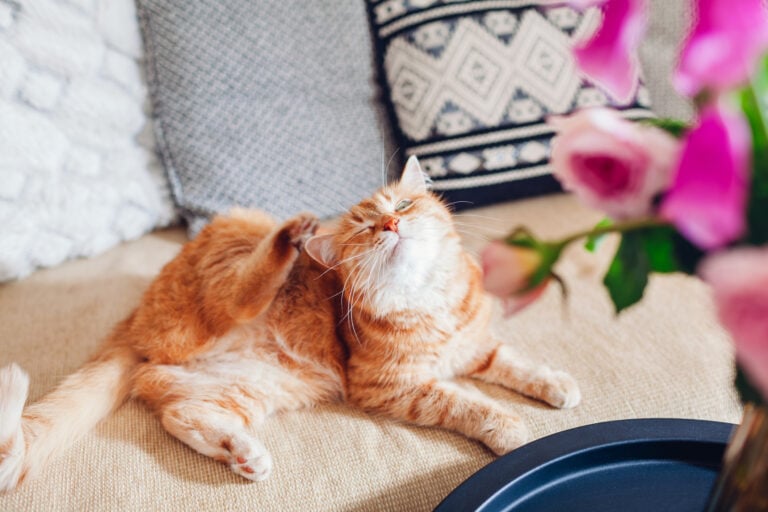Ginger cat scratching lying feeling itchy on couch by bouquet of flowers. Cat allergies it home